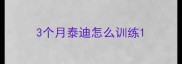 3个月泰迪怎么训练