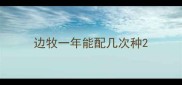 边牧一年能配几次种