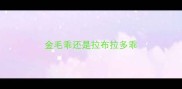 金毛乖还是拉布拉多乖