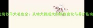 边境牧羊犬毛色全从幼犬到成犬的颜色变化与养护指南