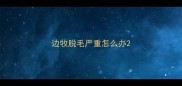 边牧脱毛严重怎么办