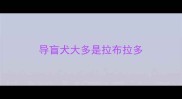 导盲犬大多是拉布拉多