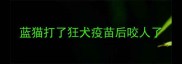 蓝猫打了狂犬疫苗后咬人了