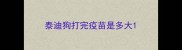 泰迪狗打完疫苗是多大