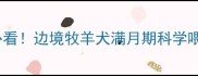 边牧满月体重标准新手必看边境牧羊犬满月期科学喂养指南附发育曲线图