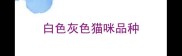 白色灰色猫咪品种
