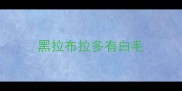 黑拉布拉多有白毛
