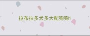 拉布拉多犬多大配狗狗