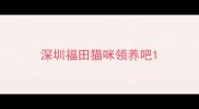 深圳福田猫咪领养吧