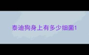 泰迪狗身上有多少细菌