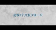 边牧3个月多少钱一只