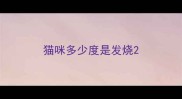 猫咪多少度是发烧