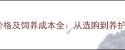 巨型泰迪犬价格及饲养成本全从选购到养护的省钱指南