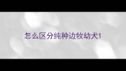 怎么区分纯种边牧幼犬