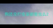 狗还没打疫苗能驱虫么