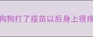 狗狗打了疫苗以后身上很痒