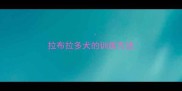 拉布拉多犬的训练方法