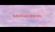 拉布拉多适合养室内吗