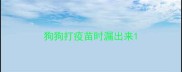 狗狗打疫苗时漏出来