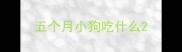 五个月小狗吃什么