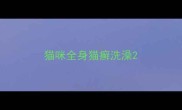 猫咪全身猫癣洗澡