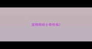 宠物狗哈士奇性格