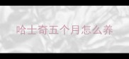 哈士奇五个月怎么养