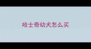 哈士奇幼犬怎么买