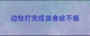 边牧打完疫苗食欲不振