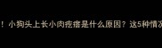 紧急处理小狗头上长小肉疙瘩是什么原因这5种情况要警惕