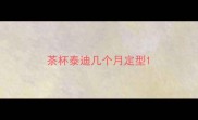 茶杯泰迪几个月定型