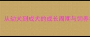 玩具型泰迪犬体型全从幼犬到成犬的成长周期与饲养指南附品种对比
