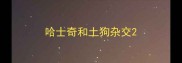 哈士奇和土狗杂交