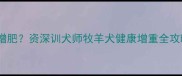 边牧怎么科学增肥资深训犬师牧羊犬健康增重全攻略附食谱