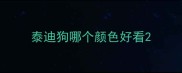 泰迪狗哪个颜色好看