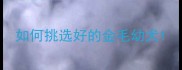 如何挑选好的金毛幼犬