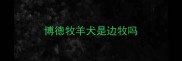 博德牧羊犬是边牧吗