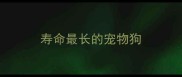 寿命最长的宠物狗