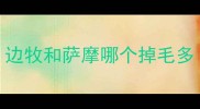 边牧和萨摩哪个掉毛多