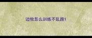 边牧怎么训练不乱跑
