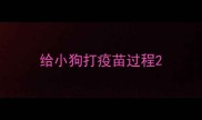 给小狗打疫苗过程