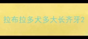 拉布拉多犬多大长齐牙