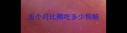 五个月比熊吃多少狗粮