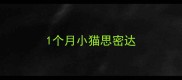 1个月小猫思密达