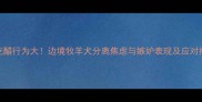 边牧吃醋行为大边境牧羊犬分离焦虑与嫉妒表现及应对指南