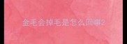 金毛会掉毛是怎么回事