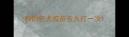 狗的狂犬疫苗多久打一次