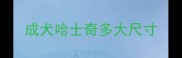 成犬哈士奇多大尺寸