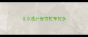 北京通洲宠物拉布拉多