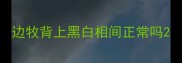 边牧背上黑白相间正常吗